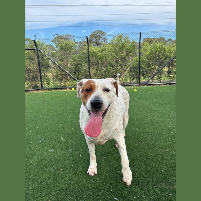 Photo of Chilli Imp 2794