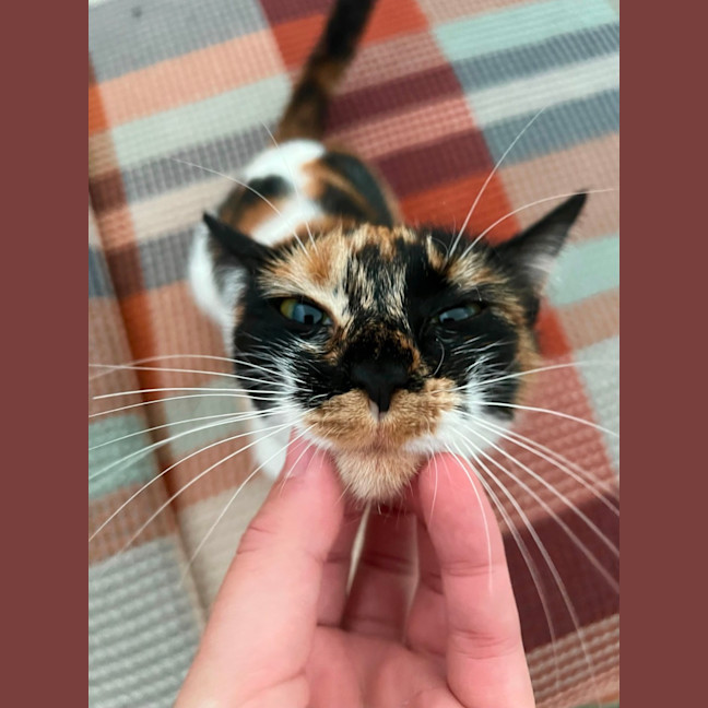 Photo of Tsuki   7 Month Old Domestic Short Hair