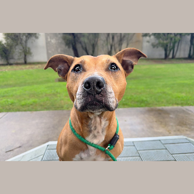 Photo of Bindi