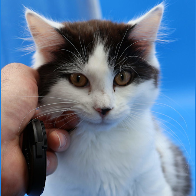 Photo of Skittles   Available Pet Quarters Belmont