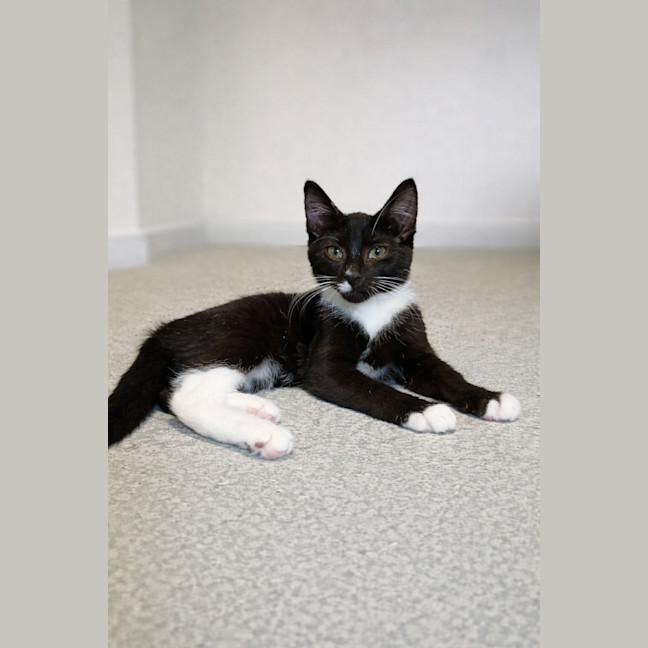 Photo of Prancer *9 Lives Project Rescue*