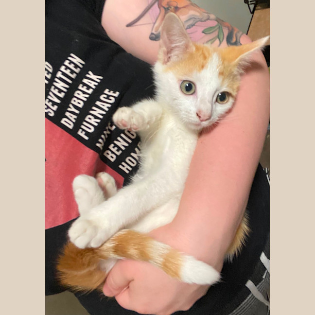 Photo of Miguel **2nd Chance Cat Rescue**