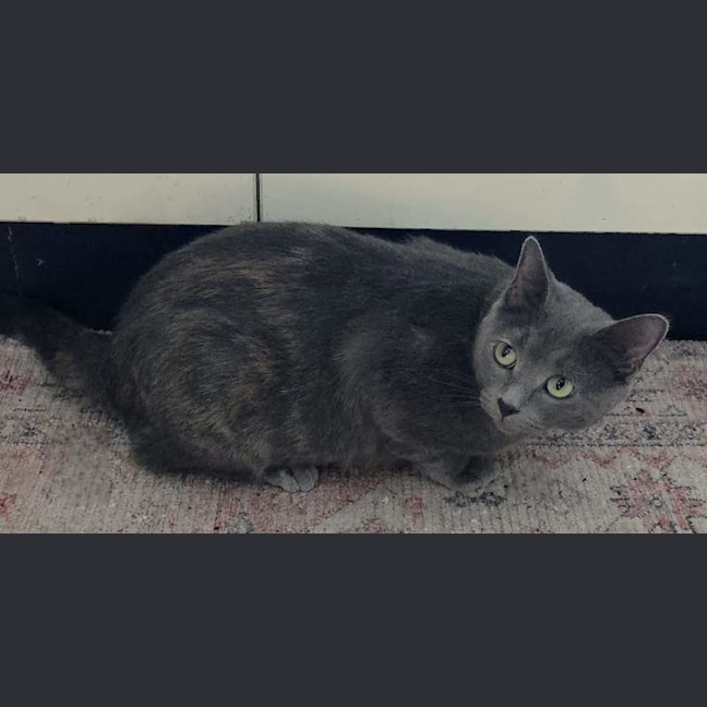 Photo of Pearl