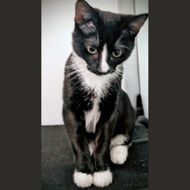 Photo of Lulu