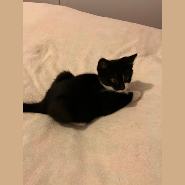Photo of Scout