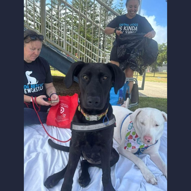 Photo of Elphaba   5 Month Old Shepherd X