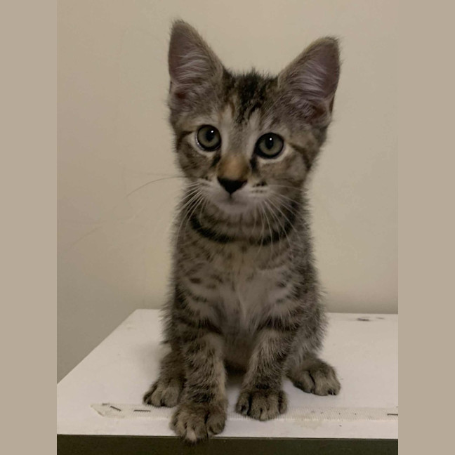 Photo of Remy