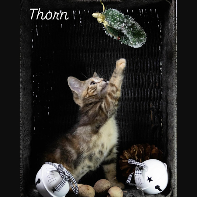 Photo of Thorn