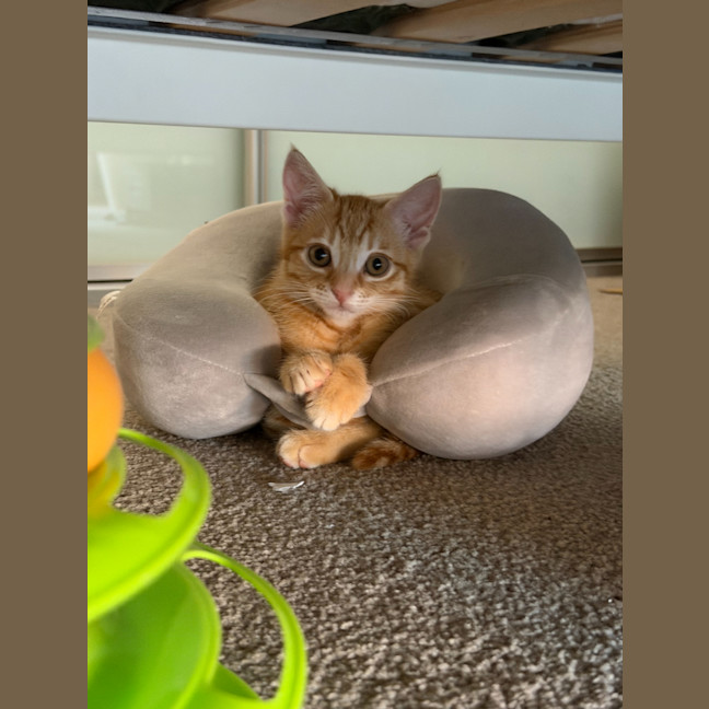 Photo of Coral & Peaches