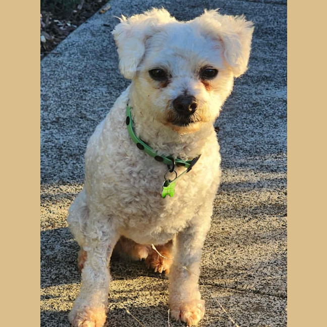 Photo of Buddy