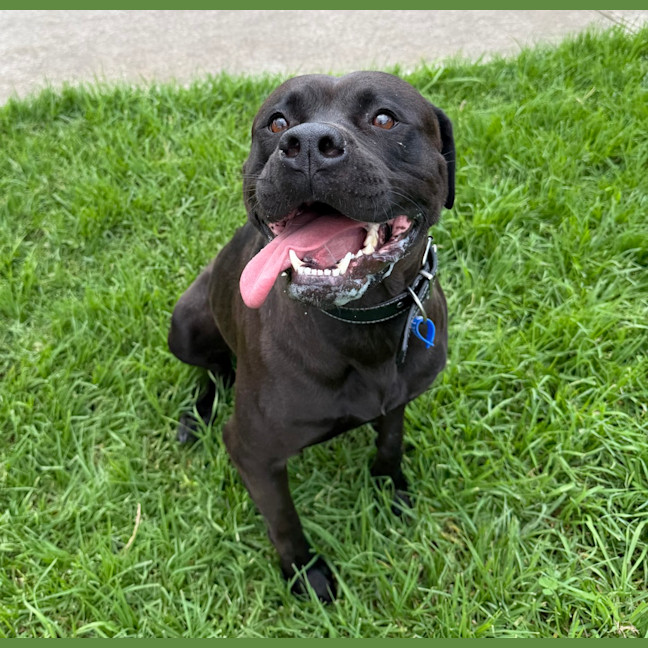 Photo of Nala