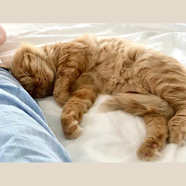 Photo of Ginger Boy