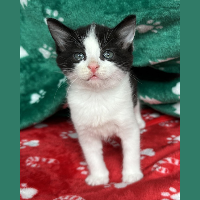 Photo of Tekapo 💙