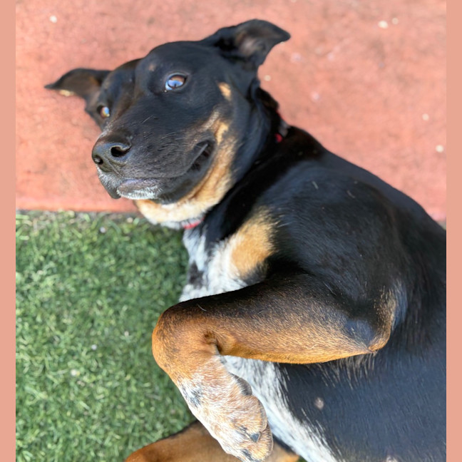 Photo of Posy