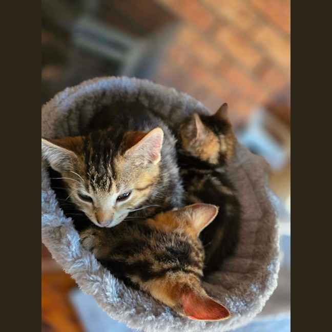 Photo of Lior & Ruel