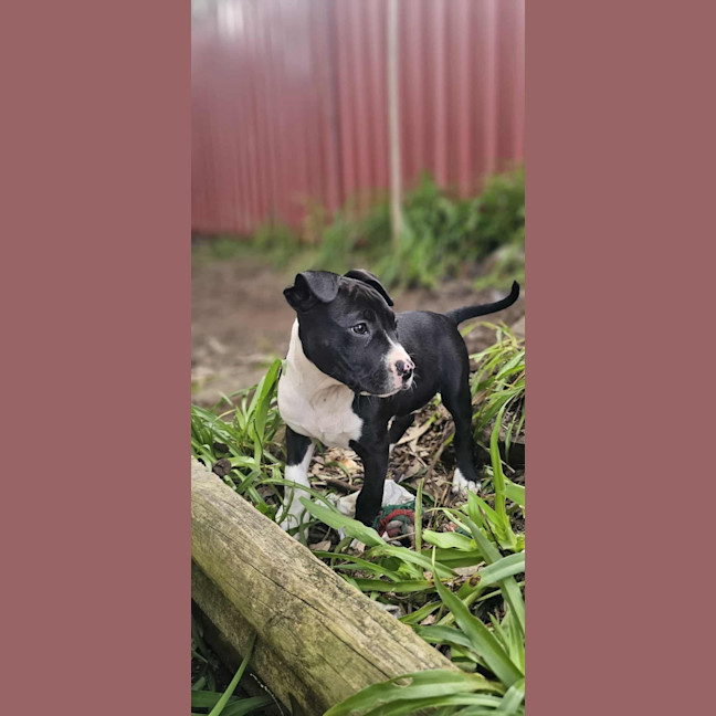 Photo of Willow   12 Week Old Cattle Dog X
