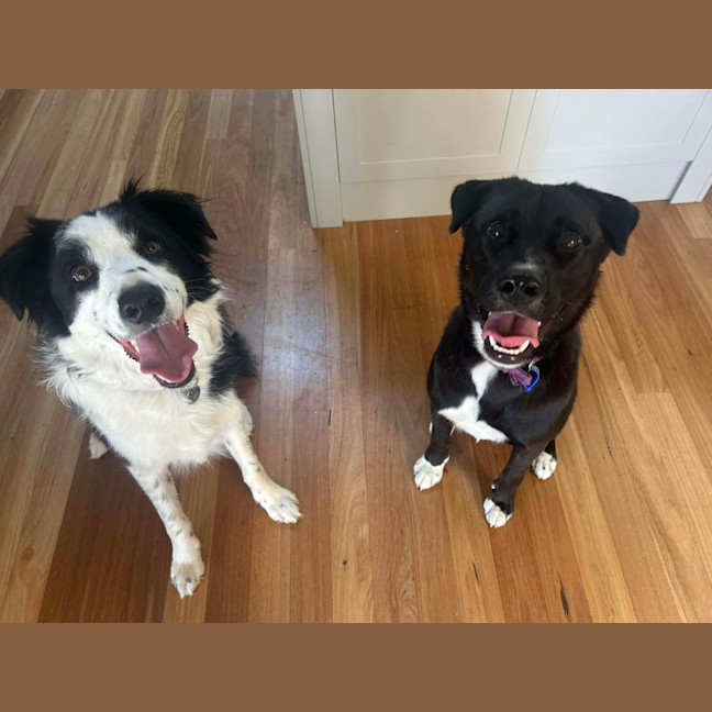 Photo of Mochi   1 Year Old Labrador Kelpie X