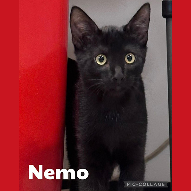 Photo of Nemo
