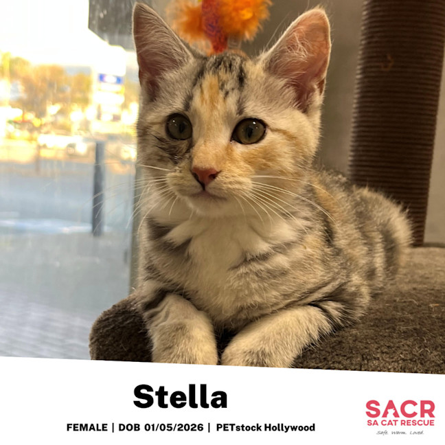 Photo of Stella