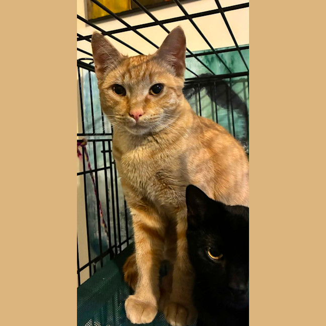 Photo of Arlo