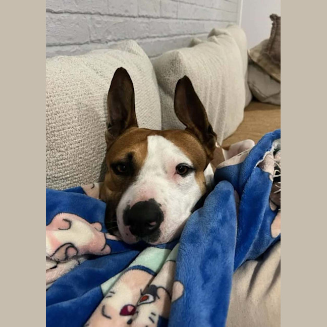 Photo of Chase
