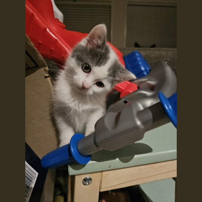 Photo of Mango & Sully