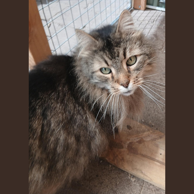 Photo of Whiskas
