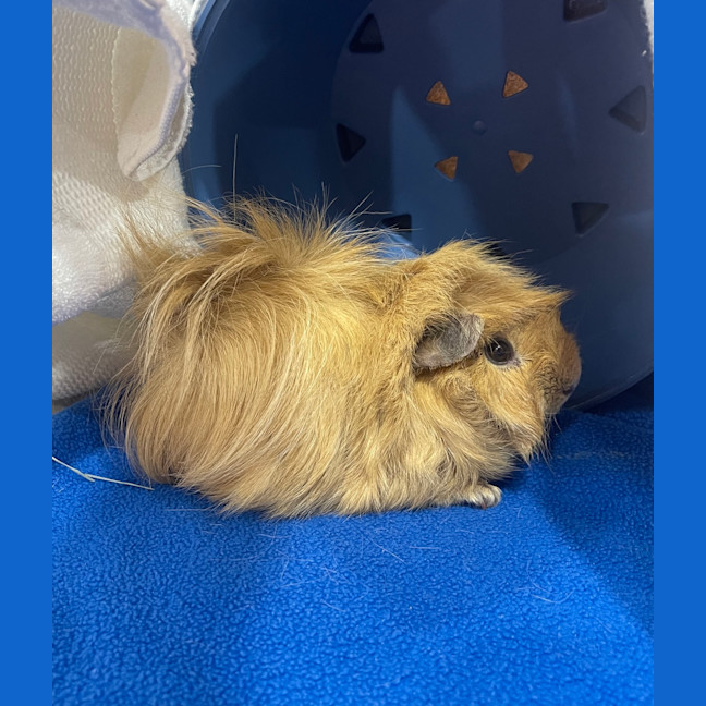 Photo of Biscuit