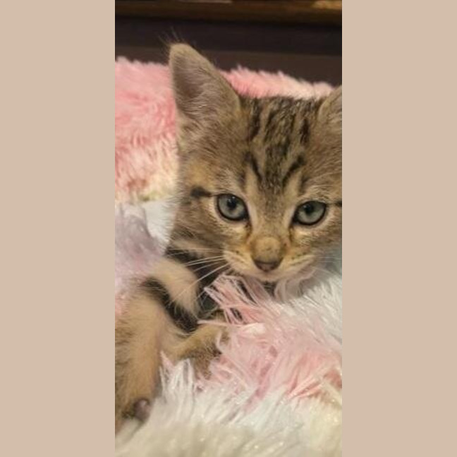 Photo of Merry