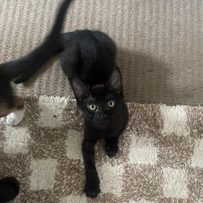 Photo of Junior