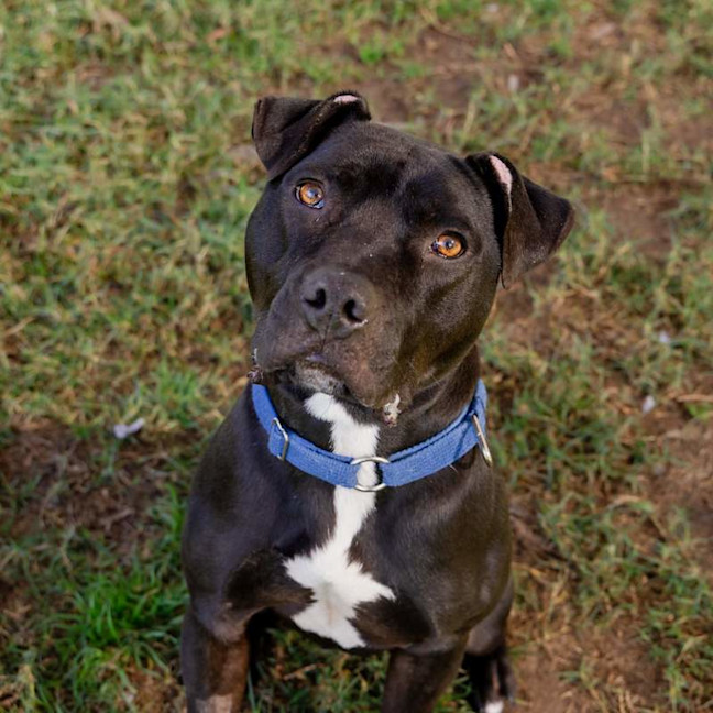 Photo of Chester