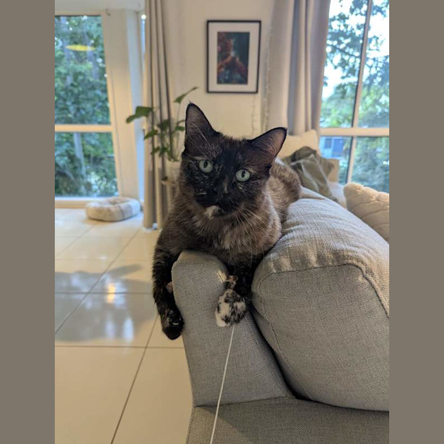 Photo of Sheeba