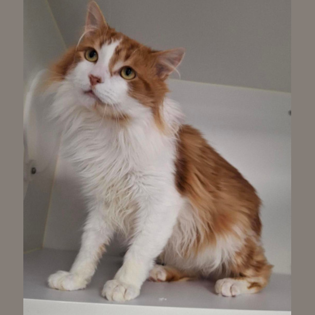 Photo of Cheeto