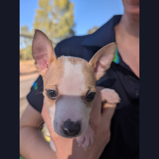 Photo of Apollo