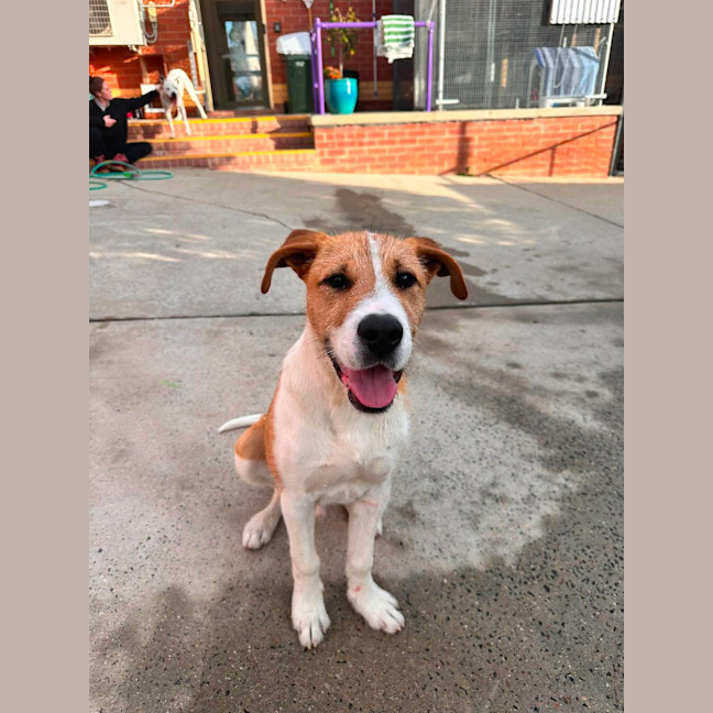Photo of Junior! 🐶