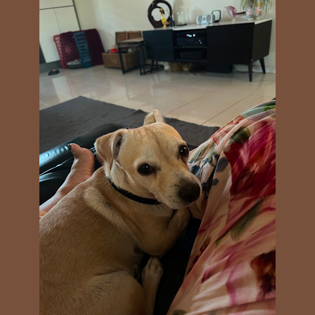 Photo of Archie   3 Year Old Chihuahua X Jack Russell