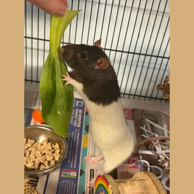 Photo of Ratticus 