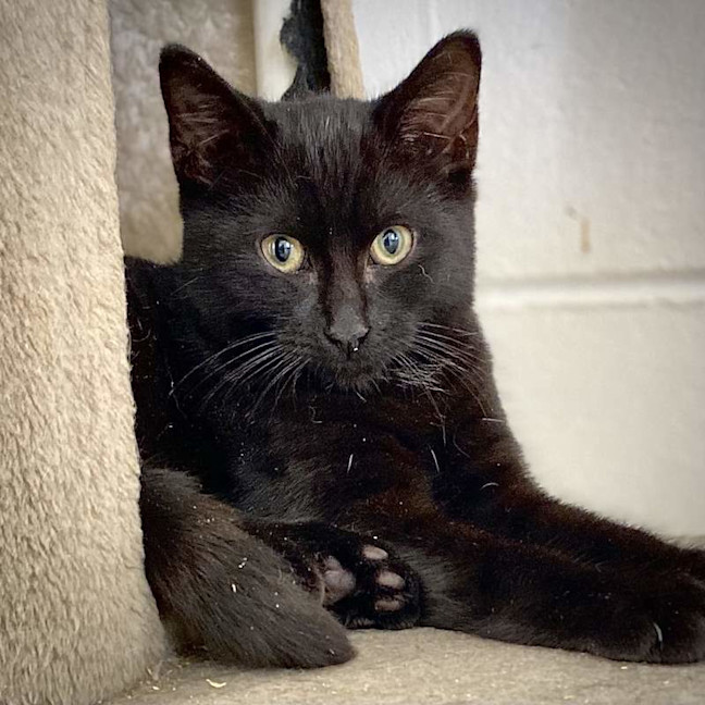 Photo of Pickles