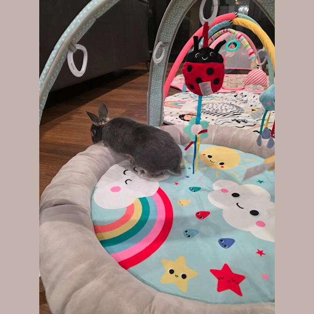 Photo of Percy & Merlin 