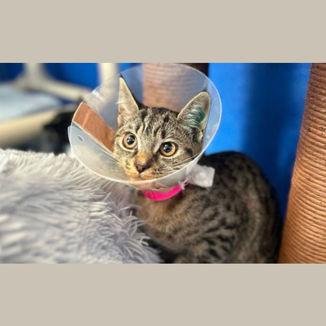 Photo of Lila