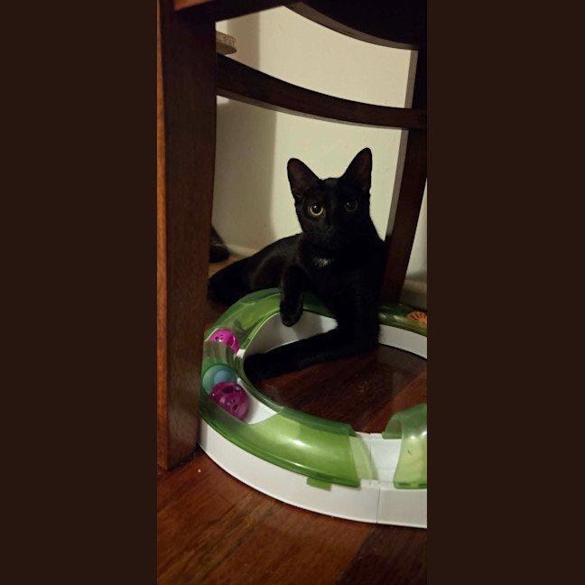 Photo of Purrcival