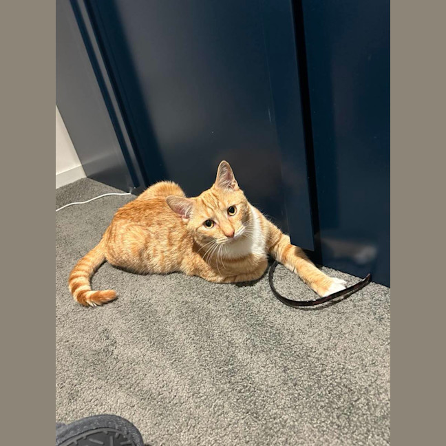 Photo of Obi 🧡