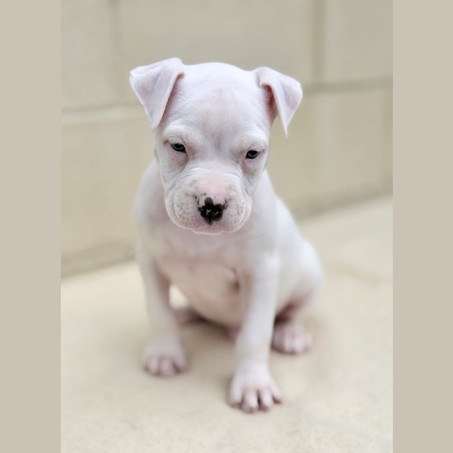 Photo of Whisper