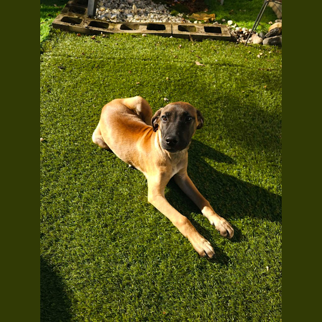 Photo of Nala