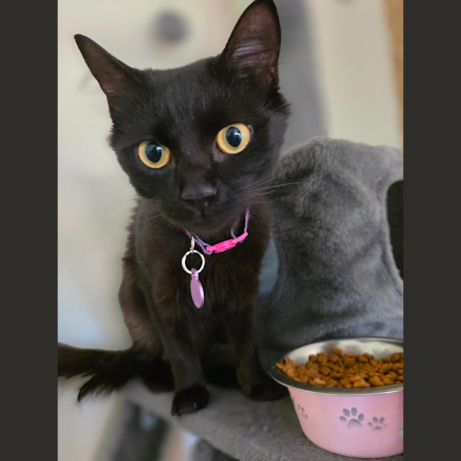 Photo of Ember