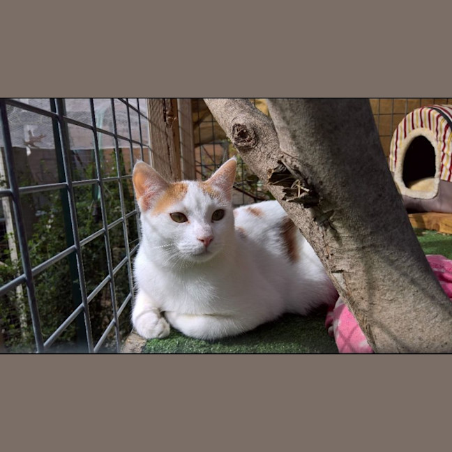 Photo of Blossom 