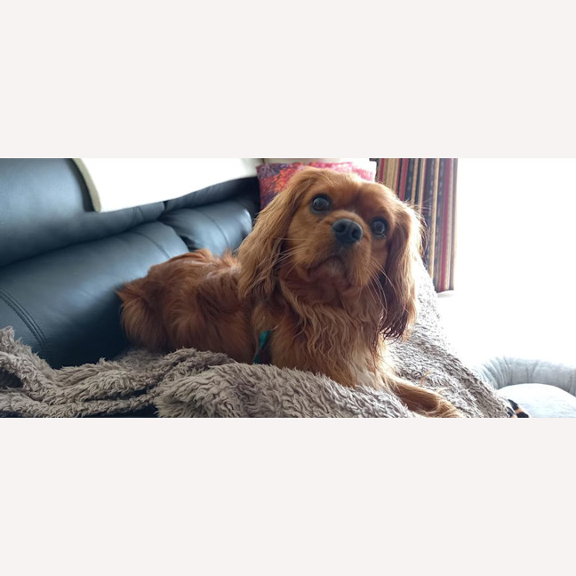 Photo of Toby (Was Alfie)