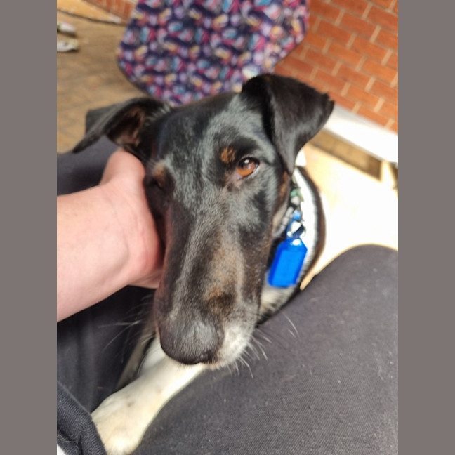 Photo of Lucky