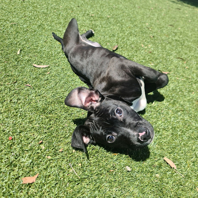 Photo of Rocky
