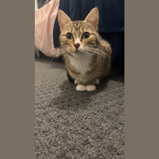 Photo of Chai 